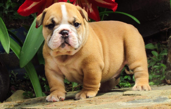 Английский бульдог под цветком