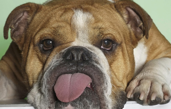 Английский бульдог показывает язык