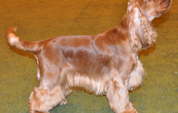 Английский кокер спаниель смотрит на хозяина