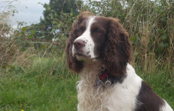 Английский спрингер спаниель на охоте
