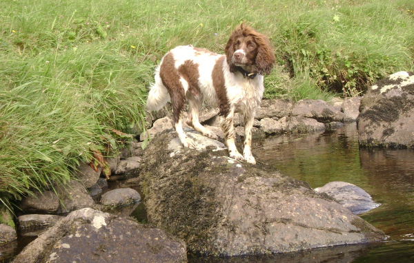 Английский спрингер спаниель на камне