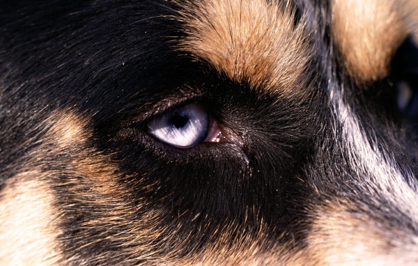 Глаз собаки