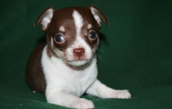 Глазастый щенок бивер йорк