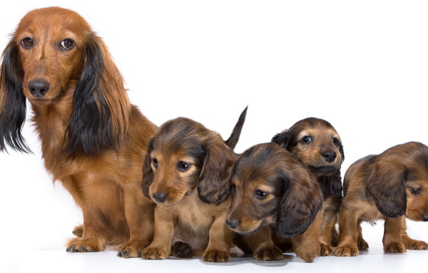 Семья собак такс