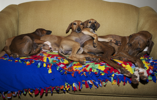 Семейство собак азавак