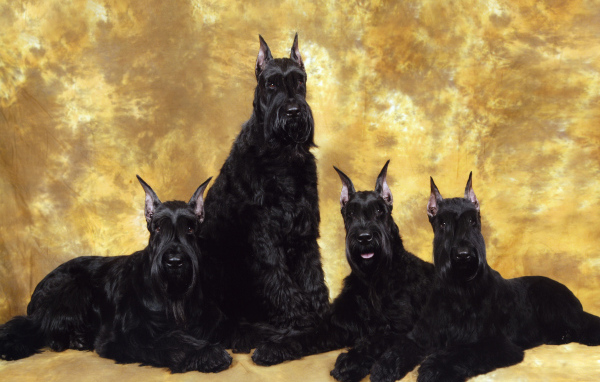 Семья черных шнауцеров