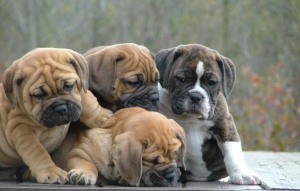 Семья щенков английского бульдога