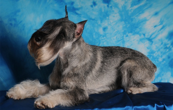 Fashion model schnauzer dog