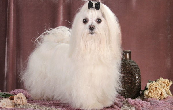 Пушистая мальтийская болонка