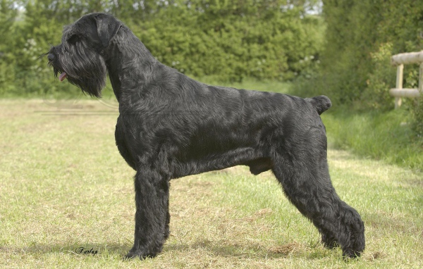 Черный пушистый шнауцер