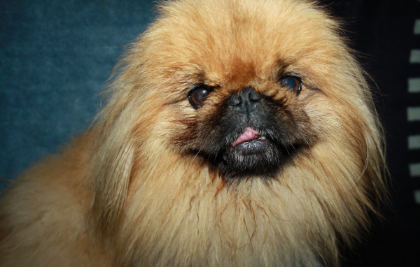 Пушистый коричневый пекинес