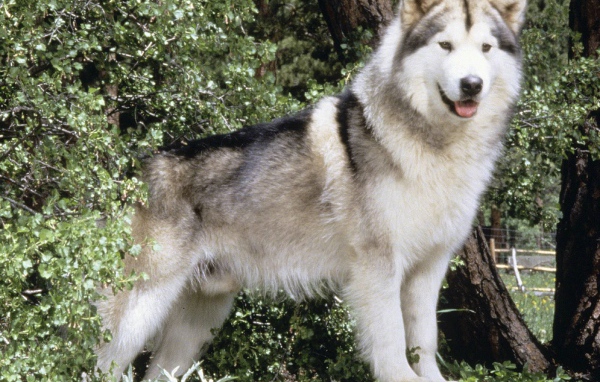 Пушистая собака лайка