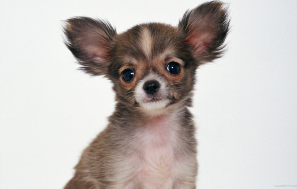 Пушистая собака чихуахуа