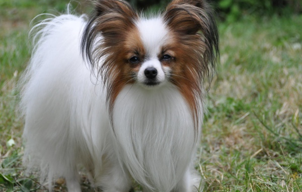 Пушистый папильон на траве