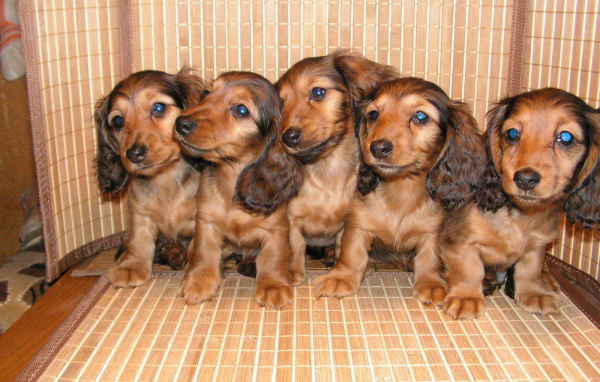 Пушистые щенки таксы