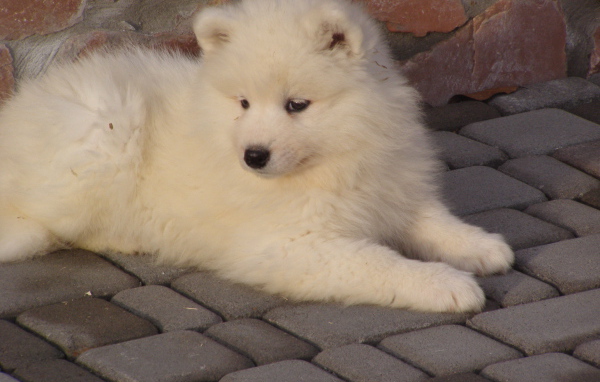 Пушистый щенок лайки