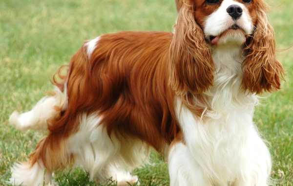 Пушистый спаниель на пирогулке