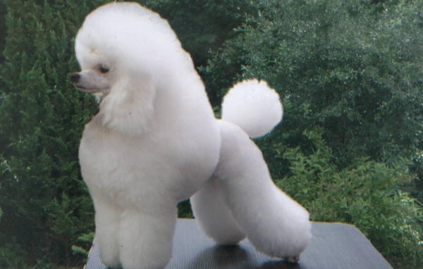 Белый пушистый пудель