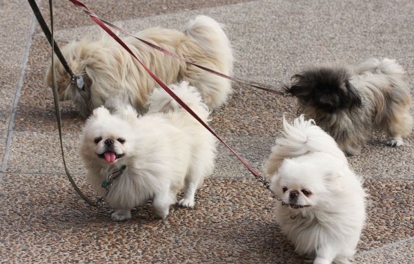 Четверка пекинесов на прогулке
