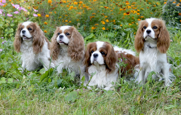 Четверка друзей спаниелей