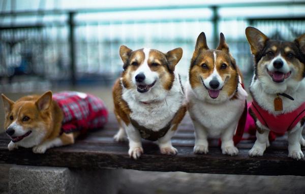 Четыре друга вельш-корги