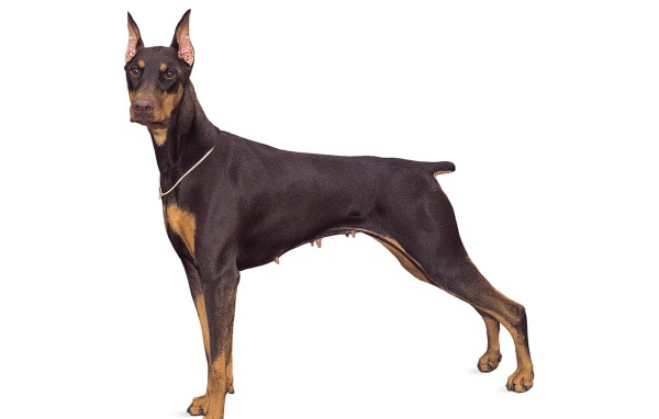 Стойка собаки добермана