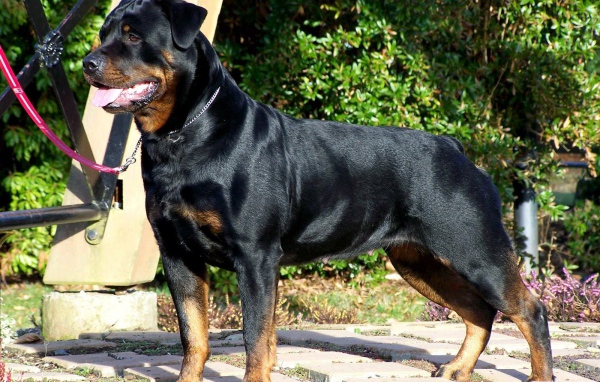 Стойка собаки ротвейлера