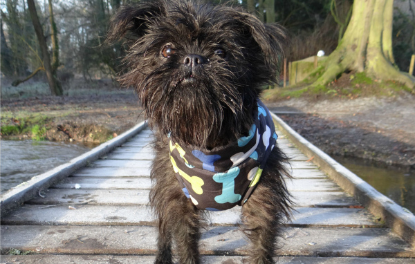 Забавный песик аффенпинчер