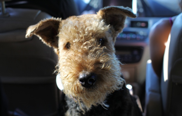 Funny Airedale in the car