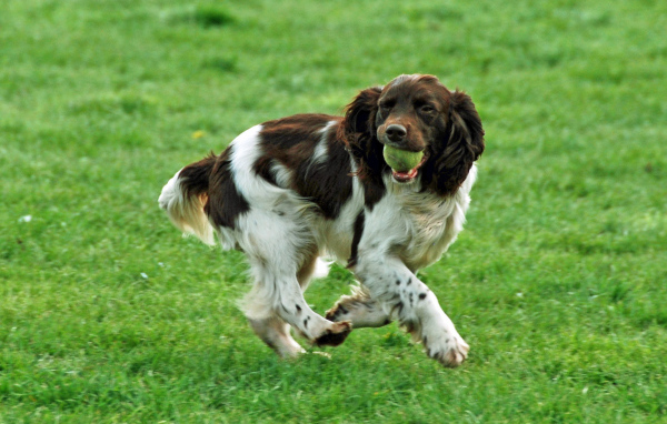 Забавный английский спрингер спаниель