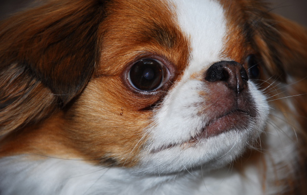 Забавный японский хин