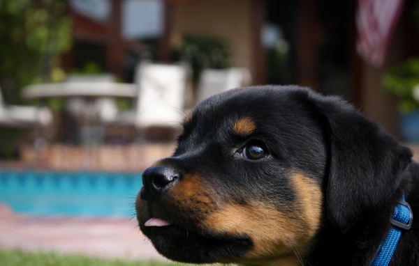 Забавный щенок ротвейлера