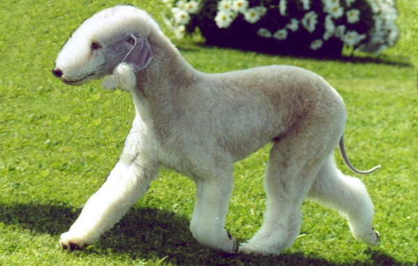 Забавный пес бедлингтон терьер