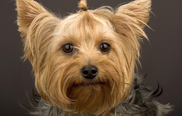 Забавный пес йоркширский терьер