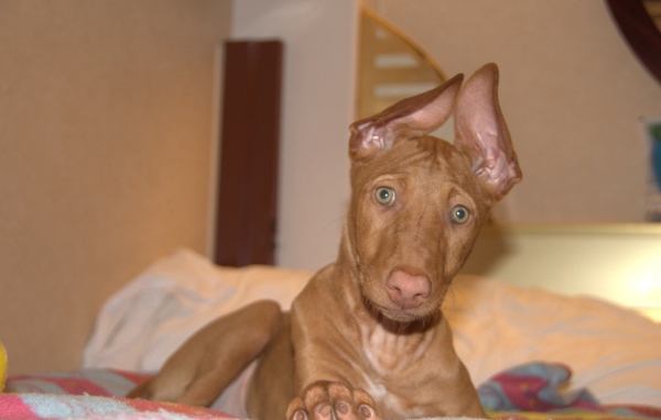 Забавные уши у фараоновой собаки