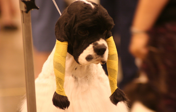 Забавная прическа американского кокер спаниеля