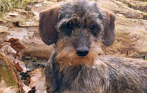 Пушистая такса в лесу