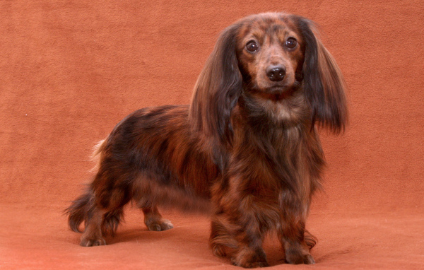 Пушистая такса позирует