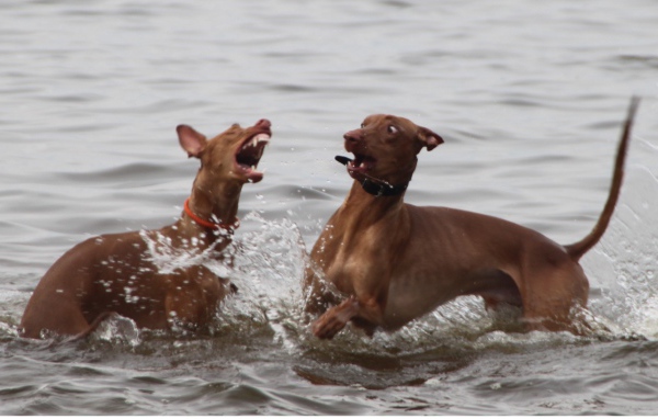 Игры фараоновых собак в воде