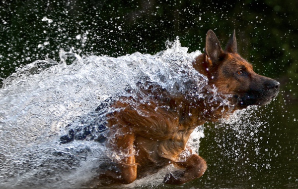German Shepherd Dog running in water