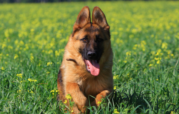 Немецкая овчарка бежит по траве