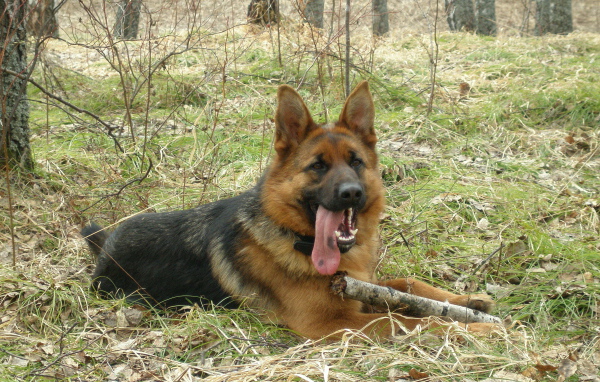 German Shepherd Dog with long tongue