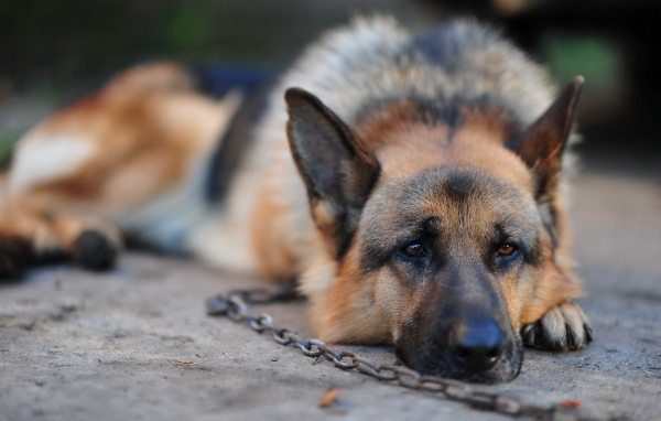 Немецкая овчарка на цепи