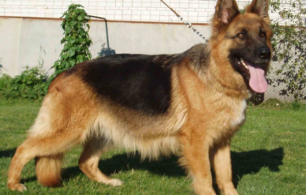 Немецкая овчарка на поводке