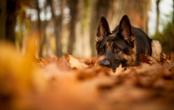 German Shepherd in the autumn park