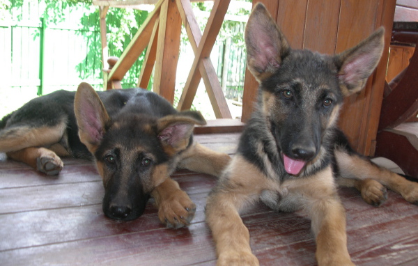 Щенки немецкой овчарки отдыхают на веранде
