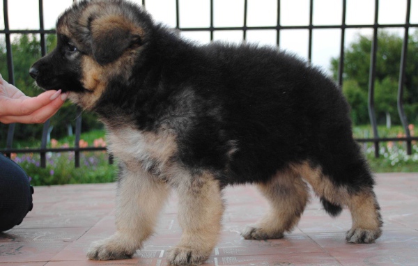 Щенок немецкой овчарки