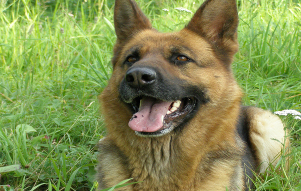 Немецкая овчарка улыбается