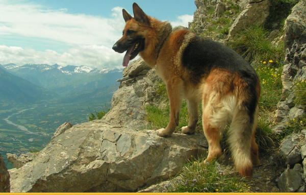 German shepherd among the rocks