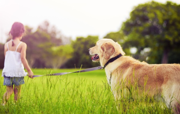 Девочка с золотым ретривером